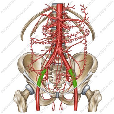 Наружная подвздошная артерия (a. iliaca externa)